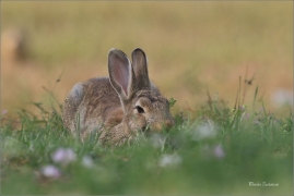 <p>KRÁLÍK DIVOKÝ (Oryctolagus cuniculus) - Mladá Boleslav ---- /European rabbit - Wildkaninchen/</p>